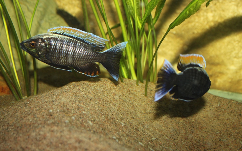 Copadichromis sp. 'firecrest' Gome